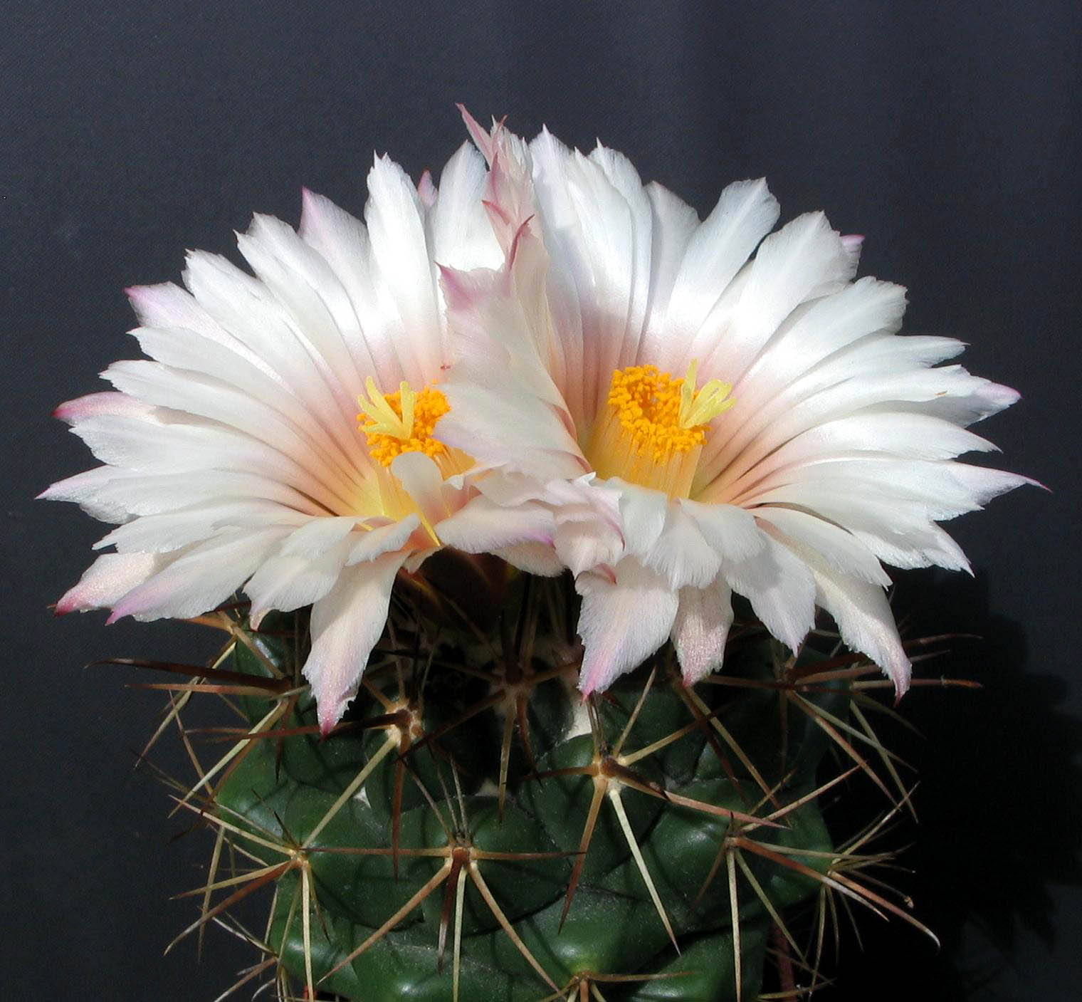 Coryphantha guerkeana_76-04_17_v