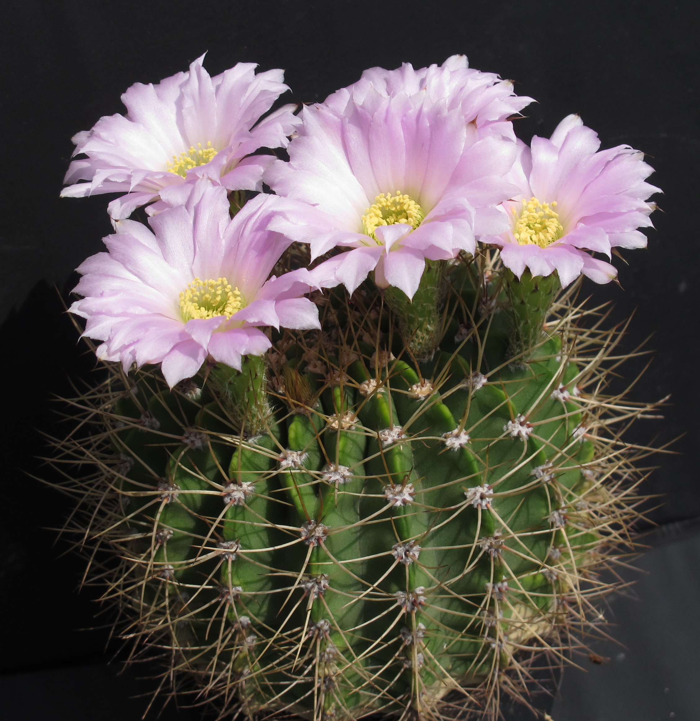 Acanthocalycium_violaceum_12