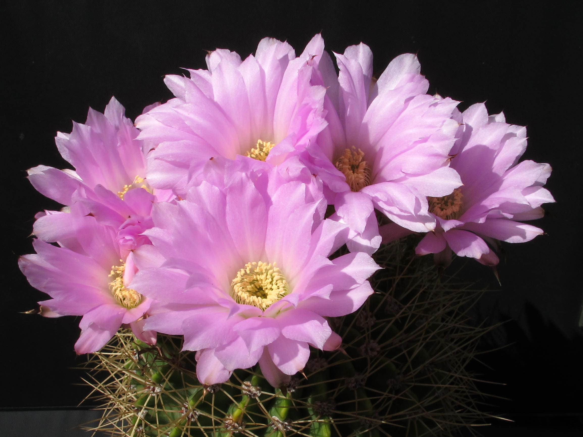 Acanthocalycium_violaceum_13