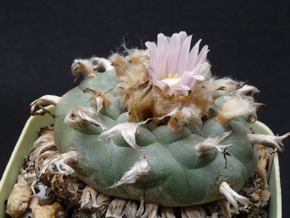 100 Lophophora williamsii