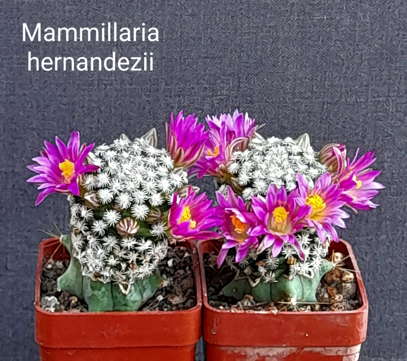 Mammillaria hernandezii