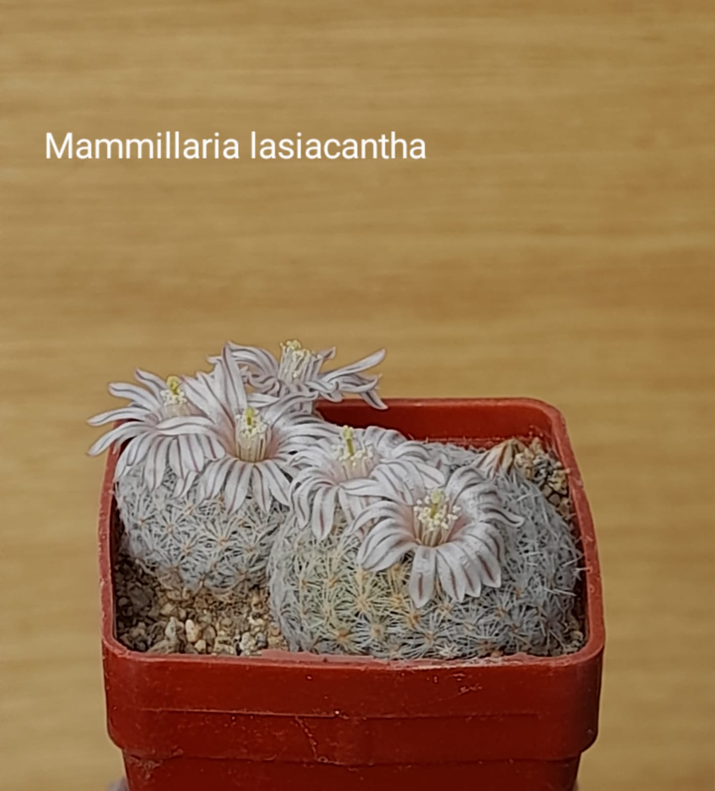 Mammillaria lasiacantha