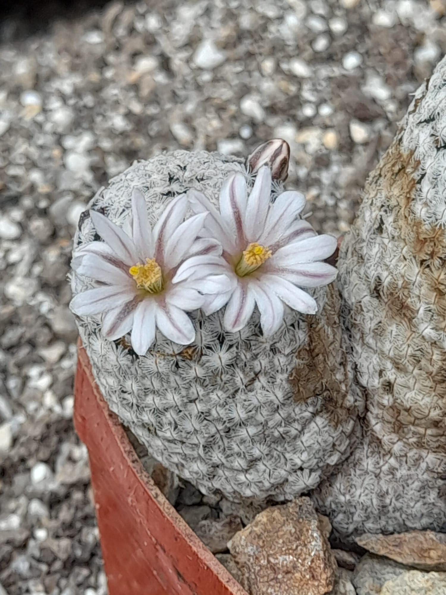 Mammillaria sanchez-mejoradae