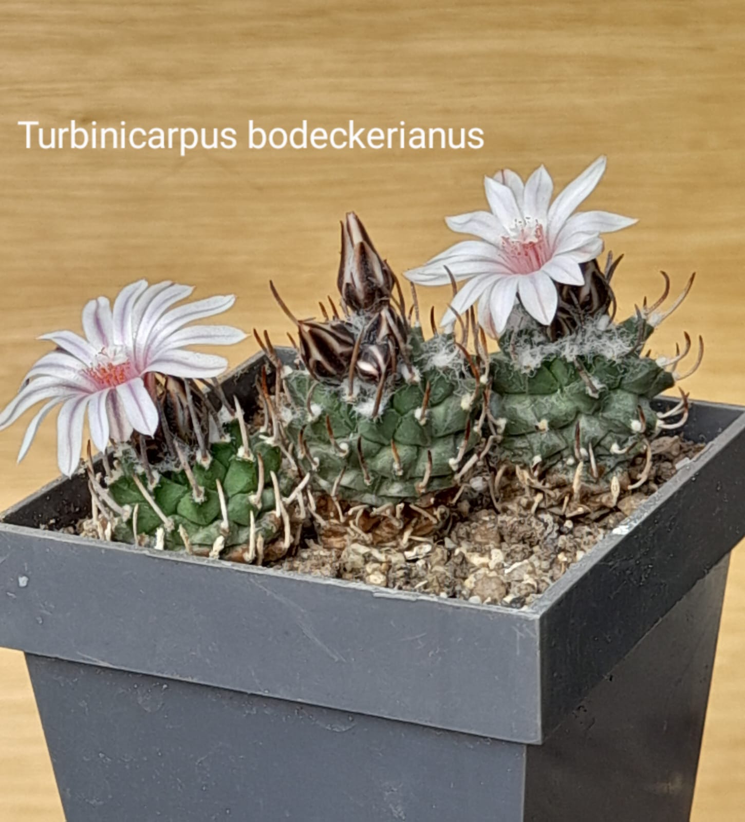 Turbinicarpus bodeckerianus