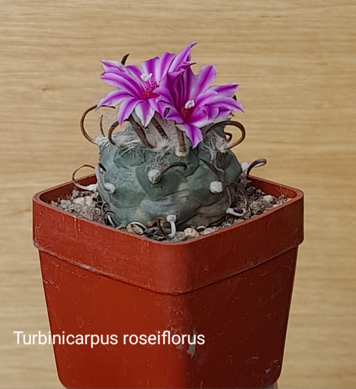 Turbinicarpus roseiflorus