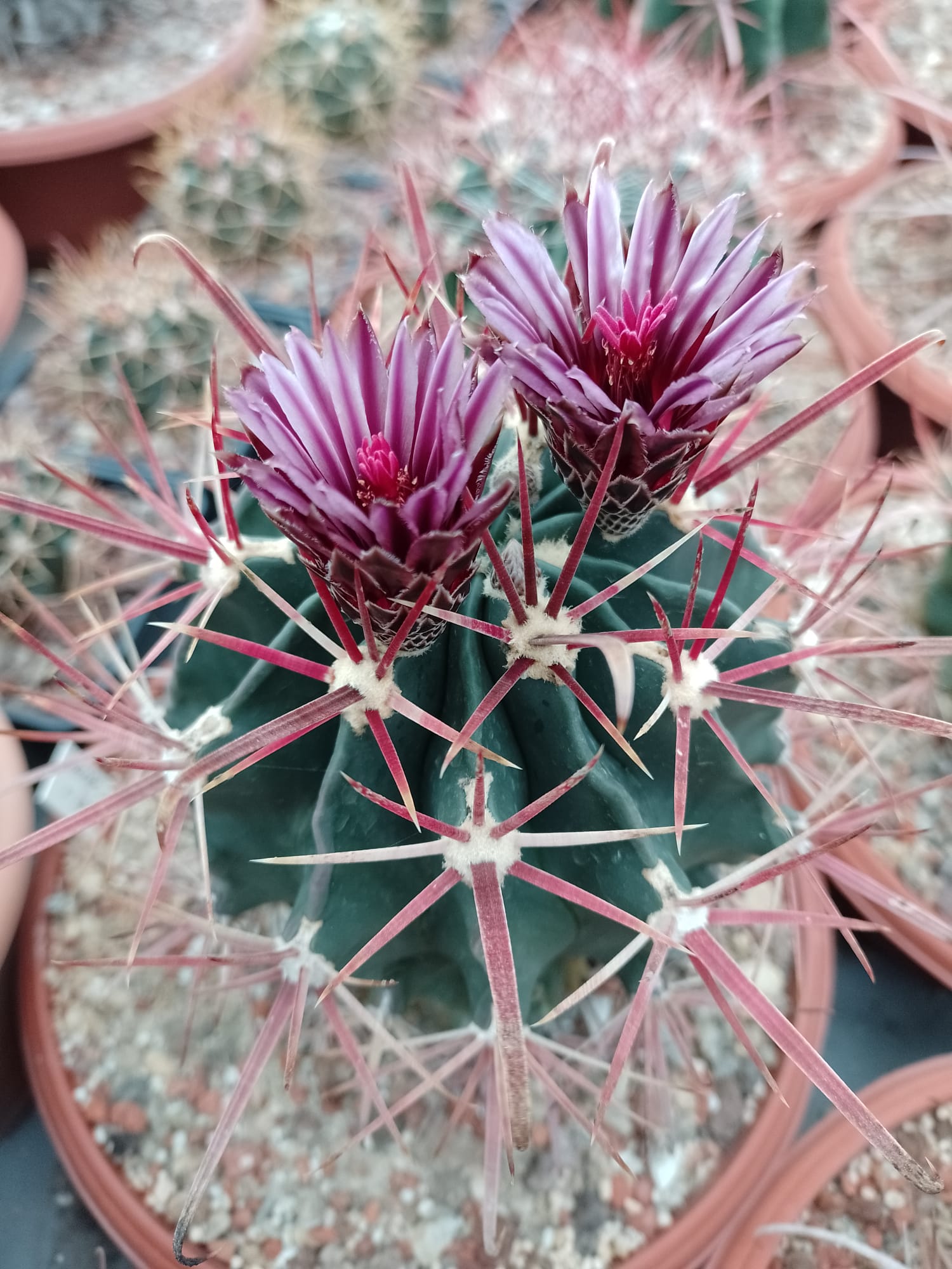 Ferocactus recurvus