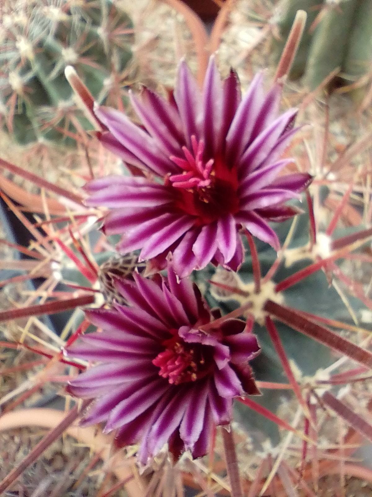 Ferocactus recurvus_detail