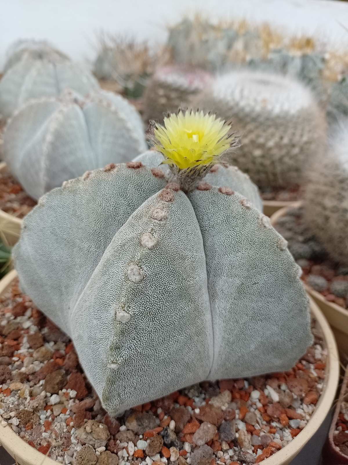 Astrophytum myriostigma