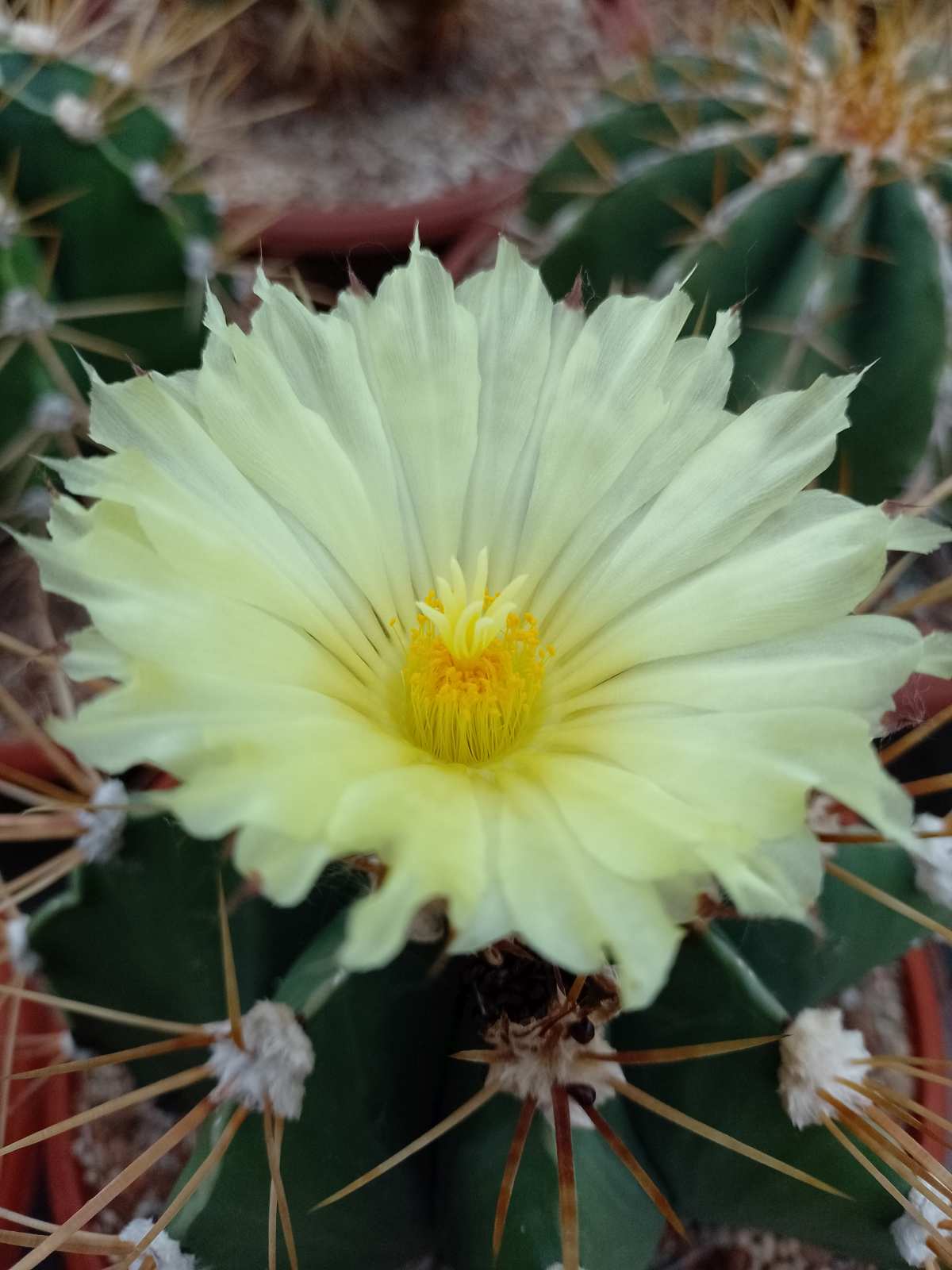 Astrophytum ornatum1