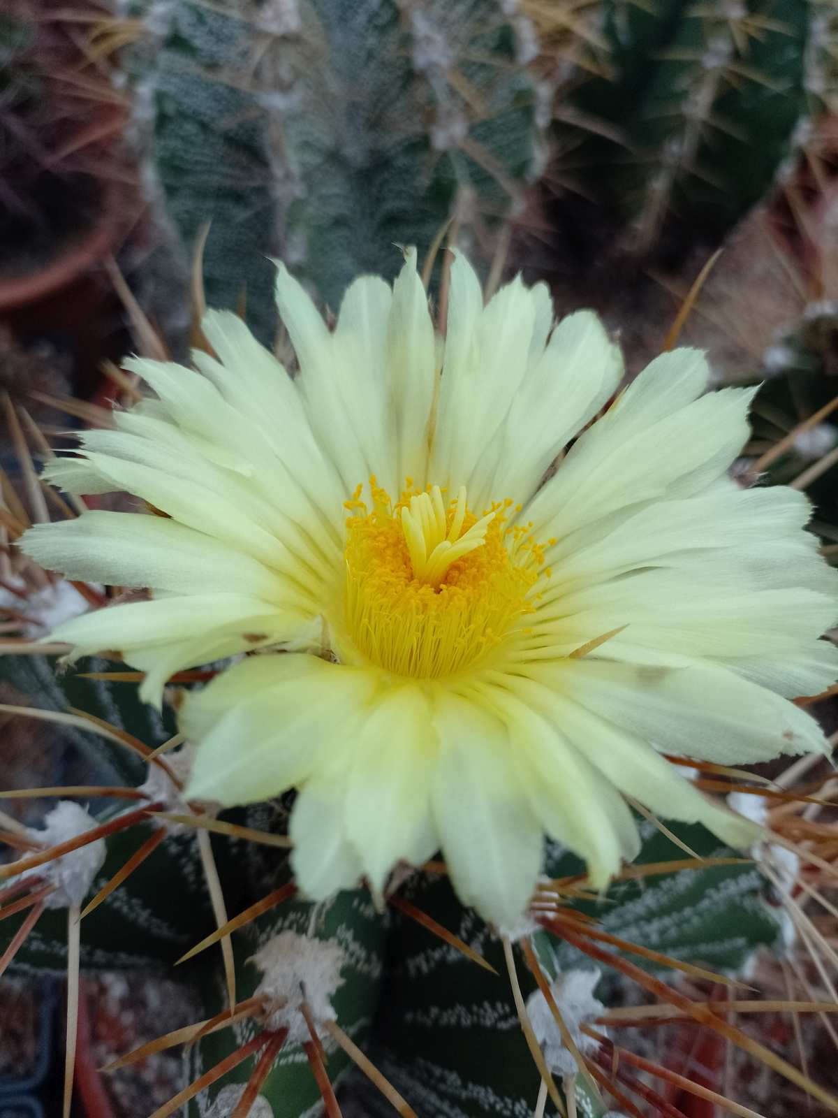 Astrophytum ornatum2