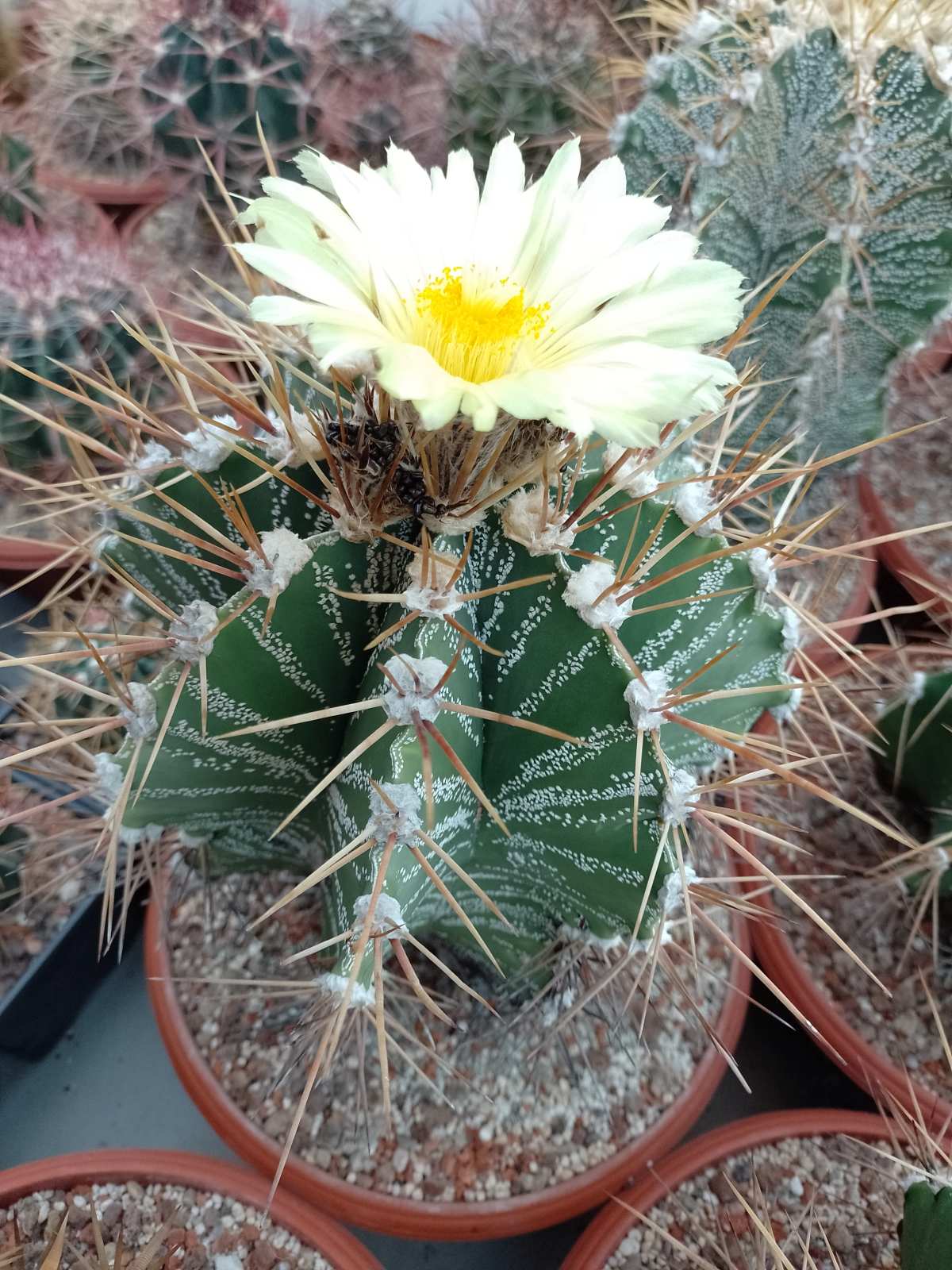 Astrophytum ornatum3