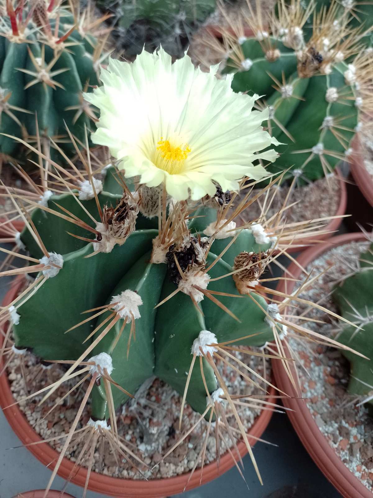 Astrophytum ornatum4