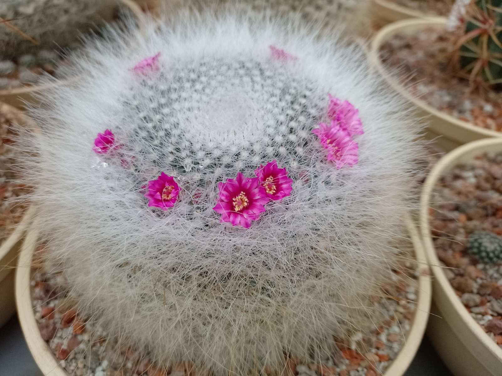 Mammillaria hahniana