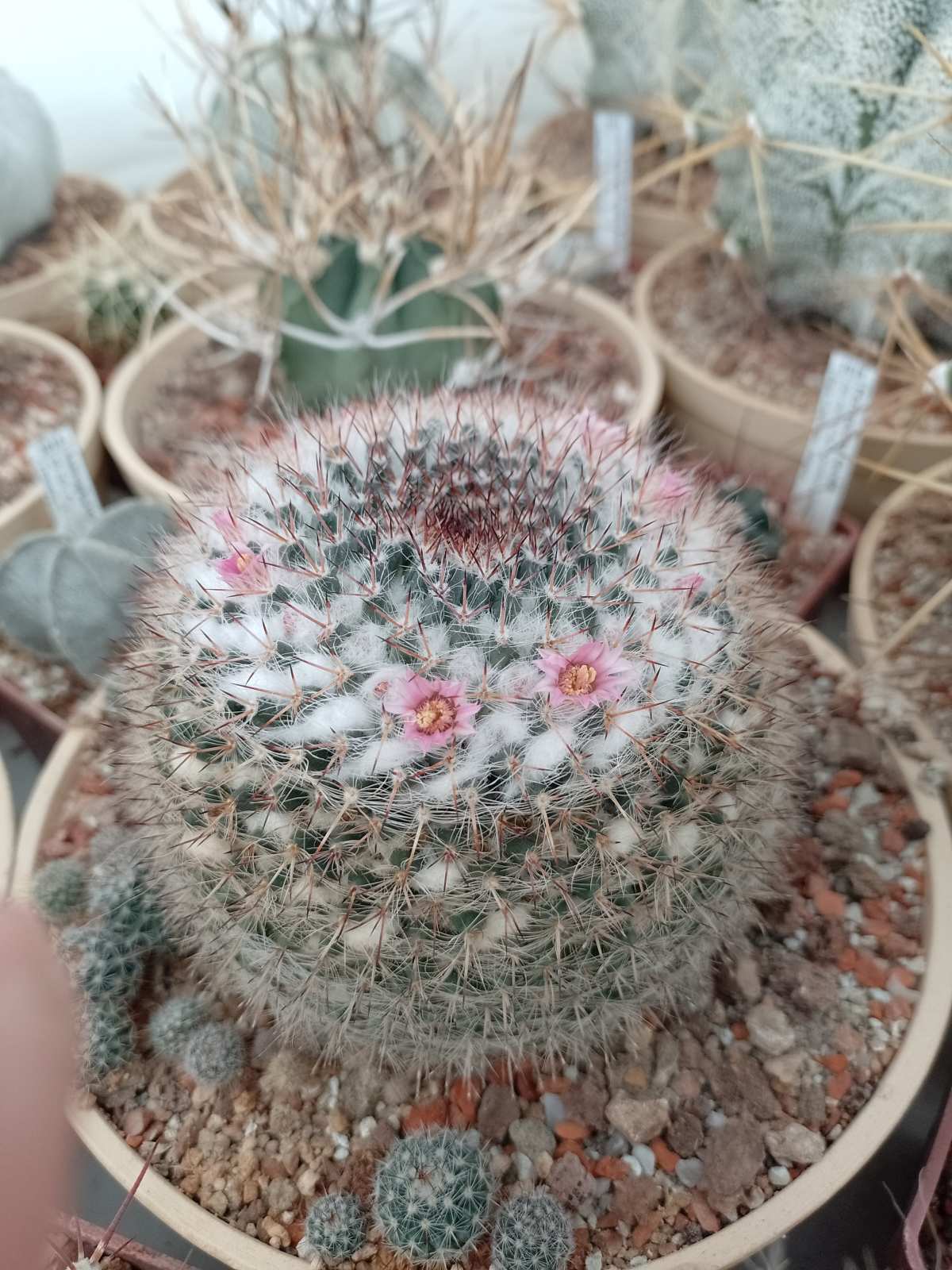 Mammillaria woodsii1