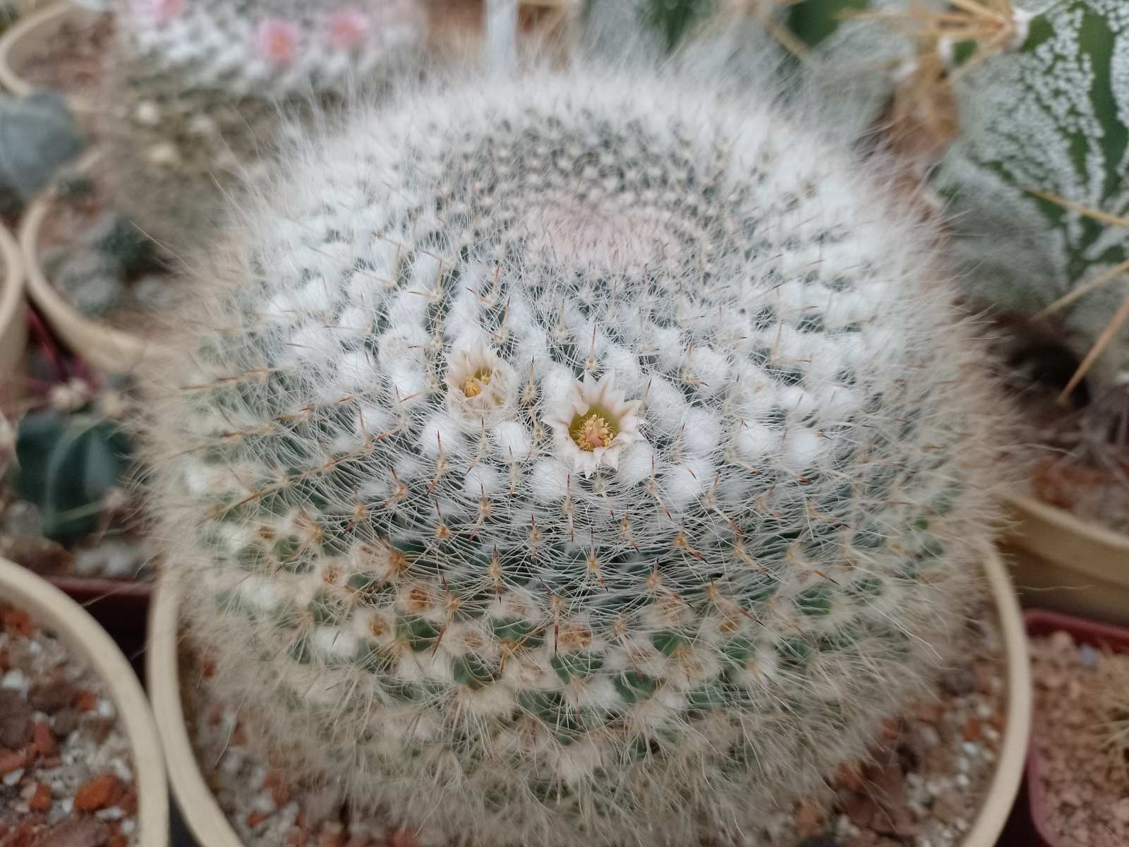 Mammillaria woodsii2