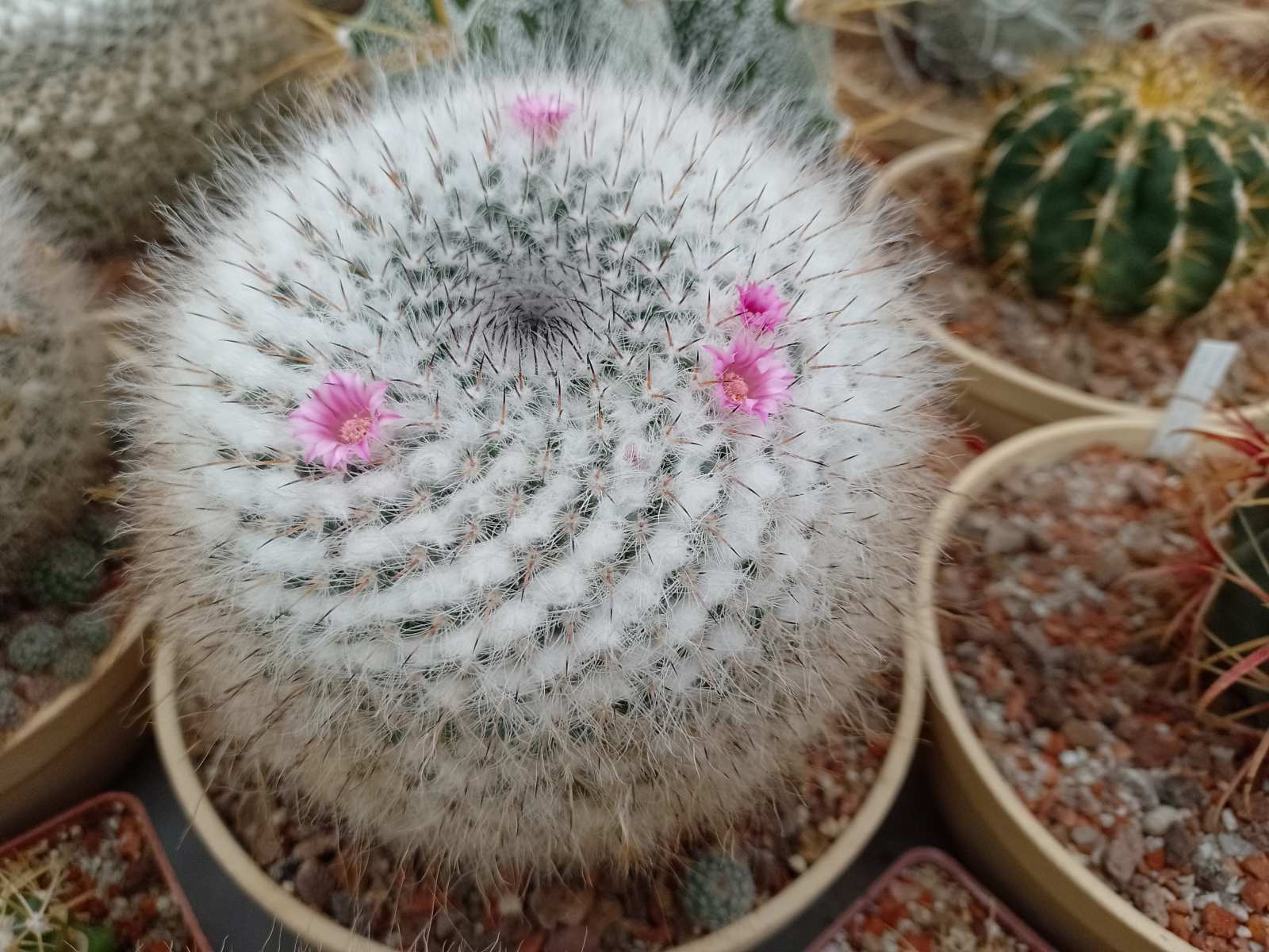 Mammillaria woodsii3