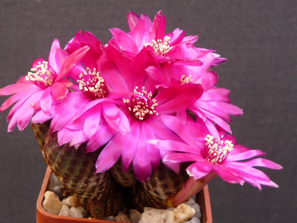 106 Sulcorebutia rauchii