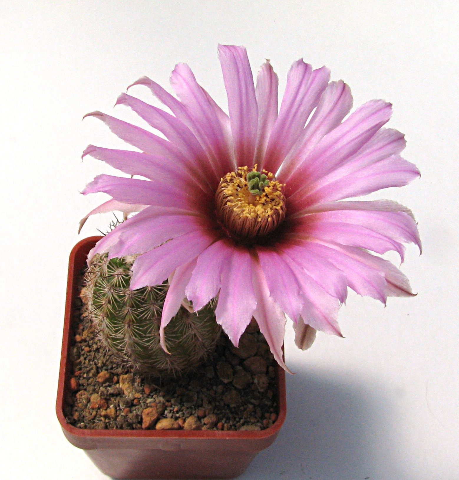 Echinocereus bristolii Lau607