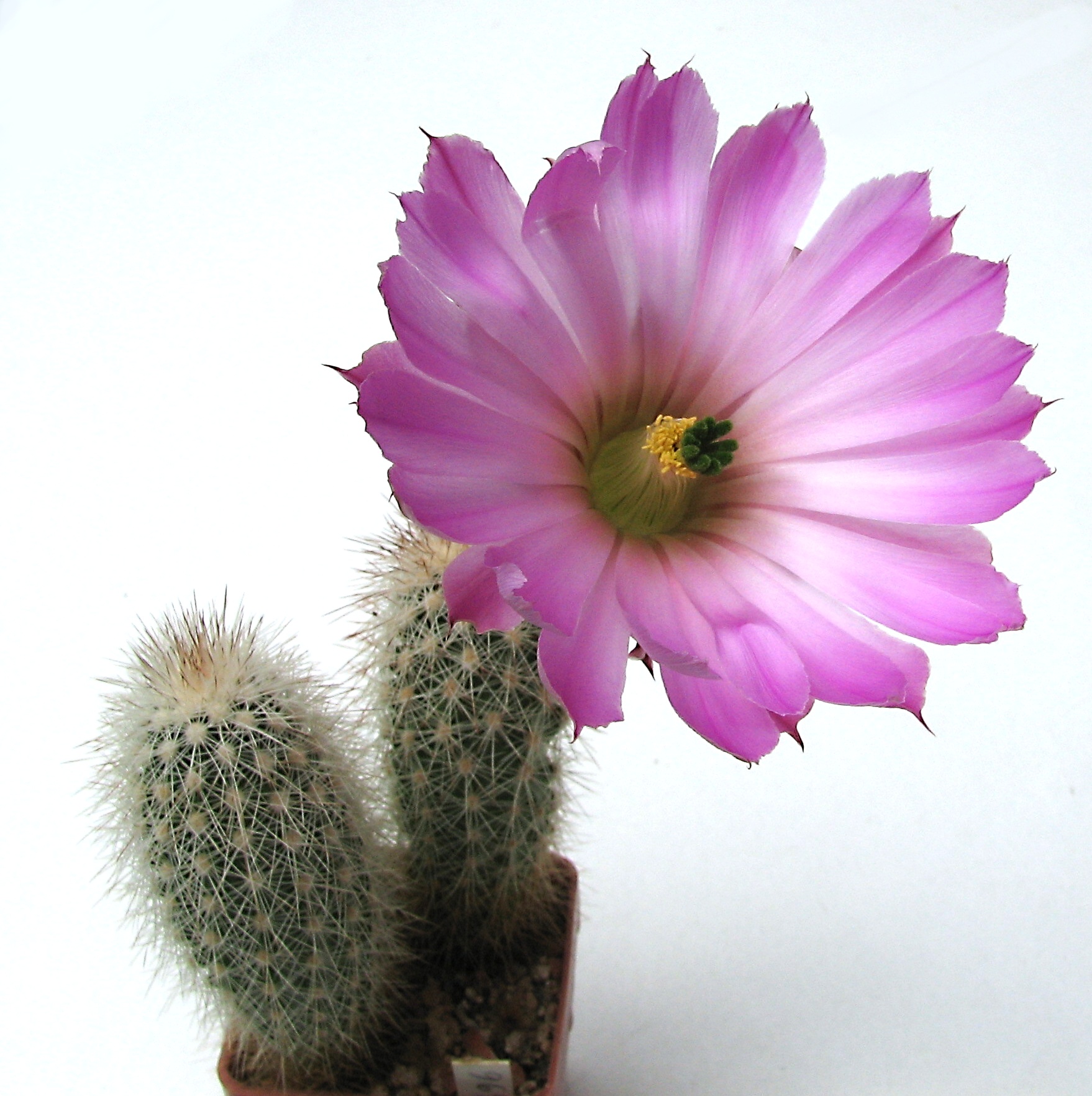 Echinocereus sciurus