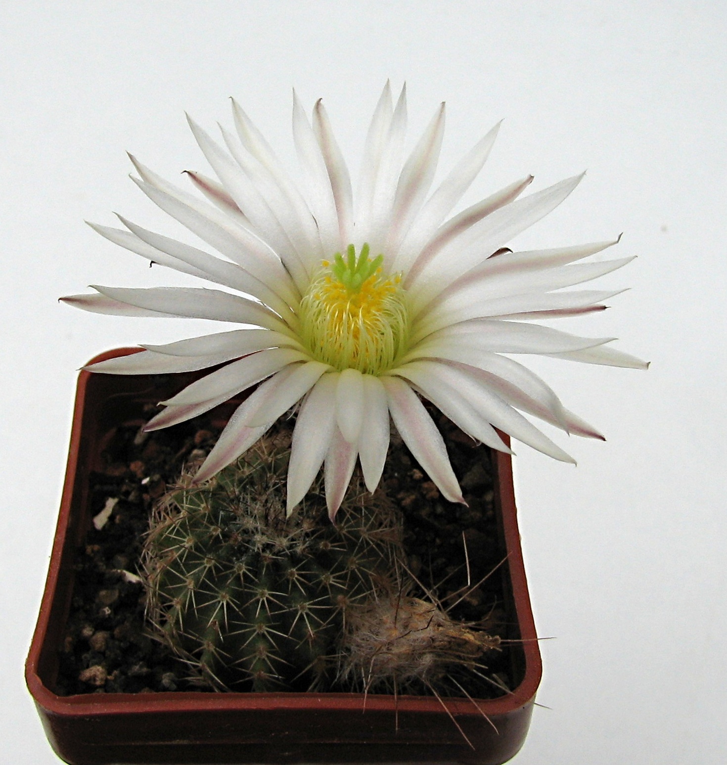 Echinocereus scharpii