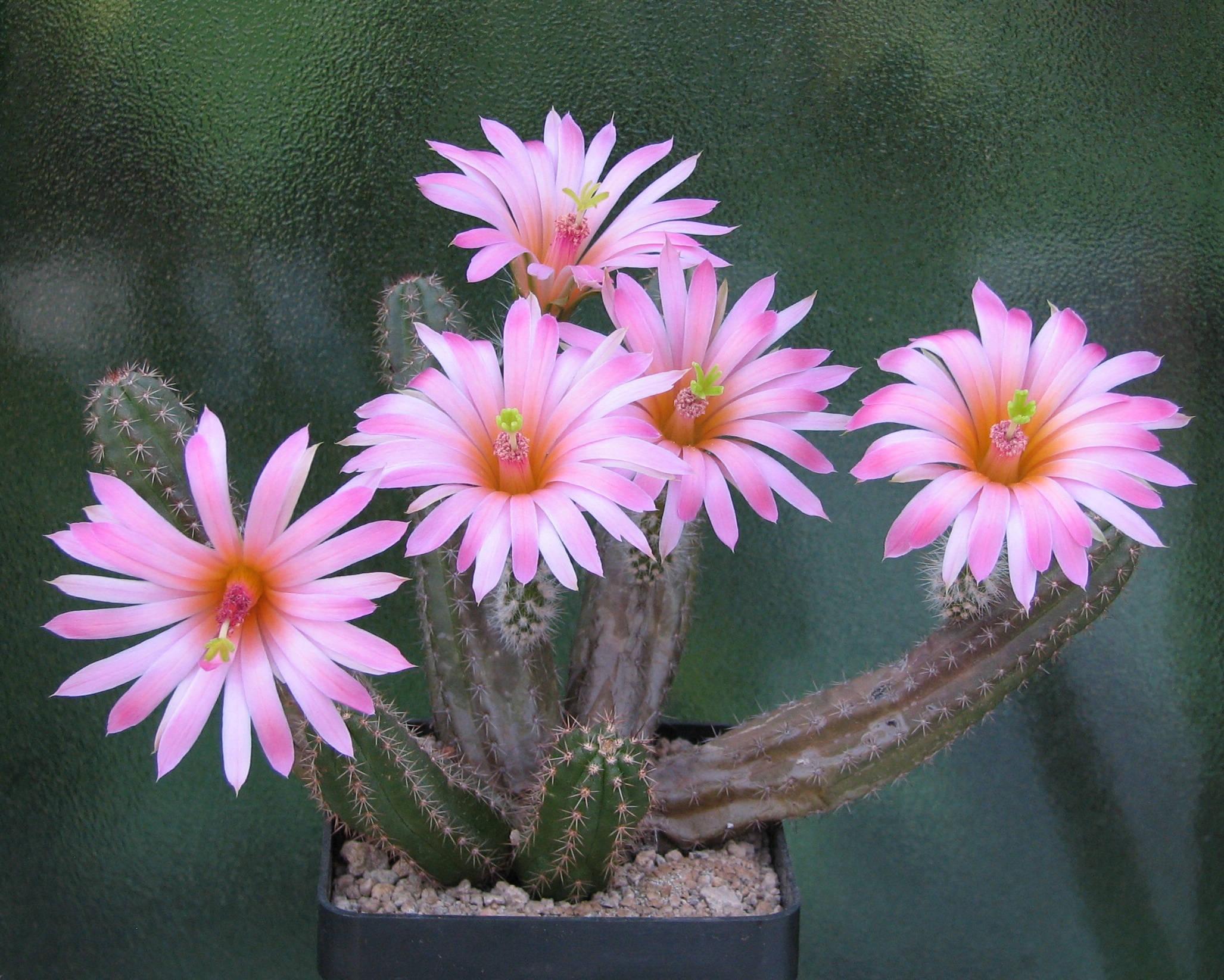 Echinocereus scheeri gentryi