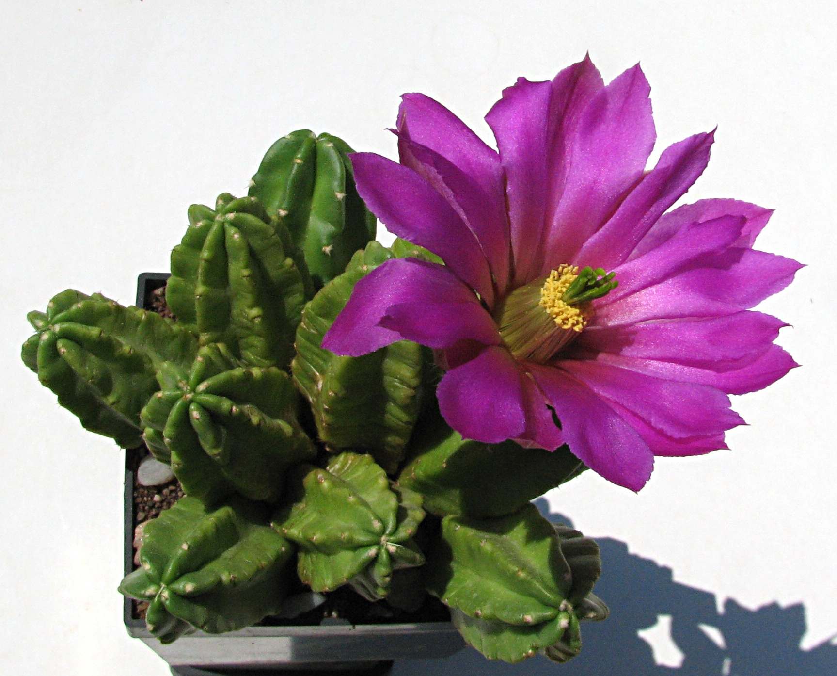 Echinocereus viereckii var.moricalii