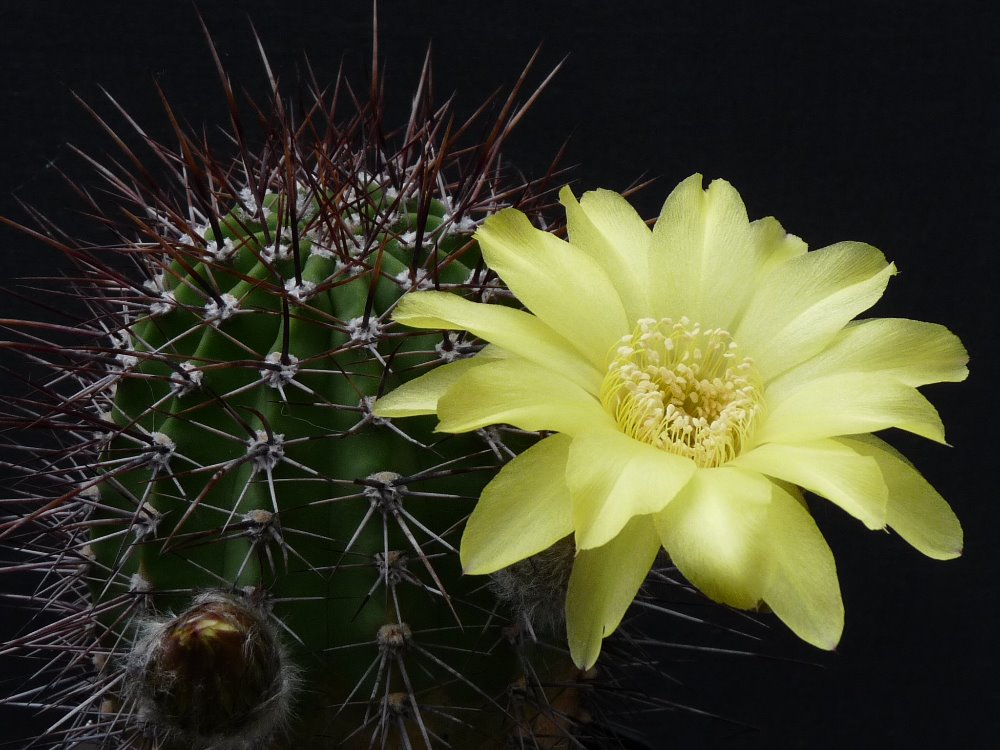 206 Echinopsis aurea