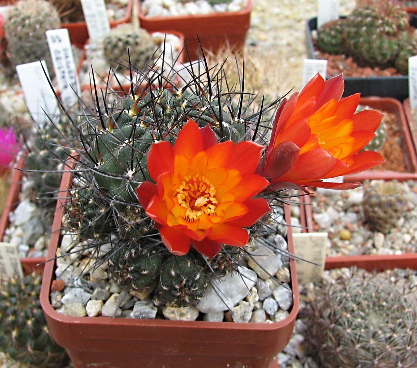 Sulcorebutia polymorpha