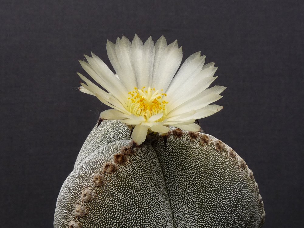 053 Astrophytum myriostigma 3zebra