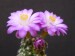 067 Mammillaria roczekii