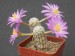 165 Mammillaria theresae