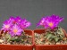 164 Mammillaria bertholdii