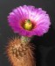 Echinocereus baileyi_19_v