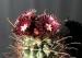 Glandulicactus uncinatus_20_kvet-1