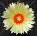 Astrophytum capricorne minor květ