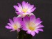 093 Mammillaria luethyi