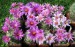 Mammillaria boolii_11_sk