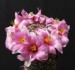 Mammillaria sheldonii_15
