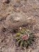 Echinocactus coptonogonus