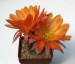 Lob.chrysantha DJF425  