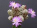 145 Mammillaria theresae