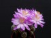 168 Mammillaria dehertiana