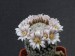 006 Mammillaria sanchez-majorada
