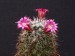 191 Mammillaria sp.Lau