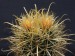 202 Ferocac,chrysacanthus