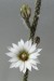Wilcoxia albiflora